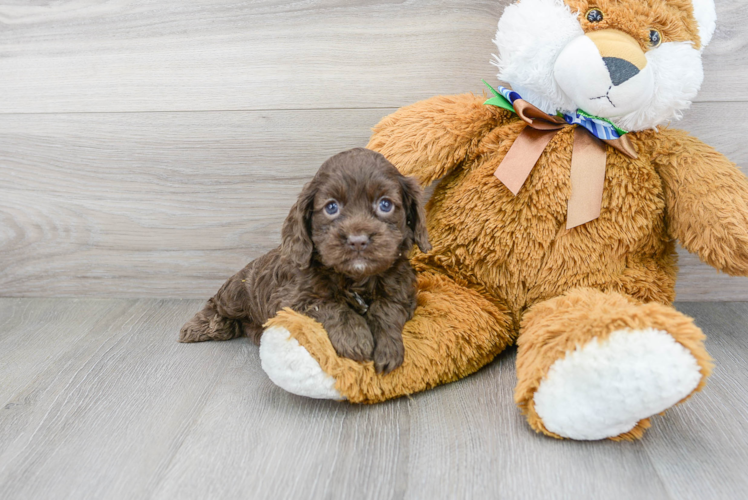 Popular Cockapoo Poodle Mix Pup