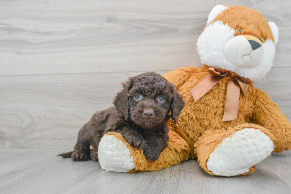 Petite Cockapoo Poodle Mix Pup