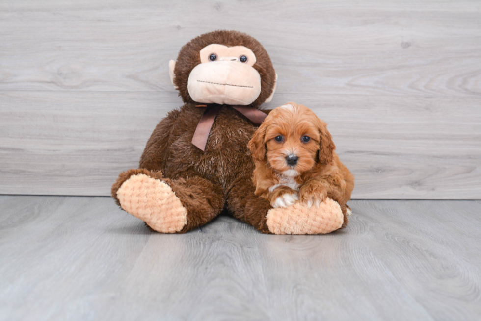 Small Cockapoo Baby