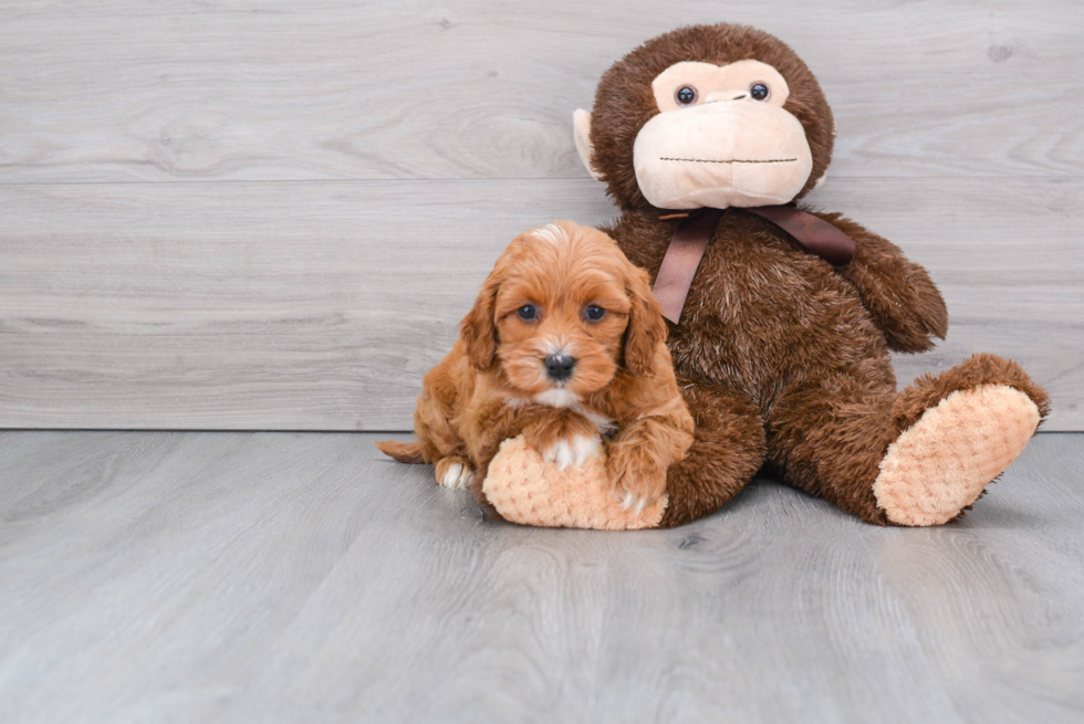 Cockapoo Puppy for Adoption