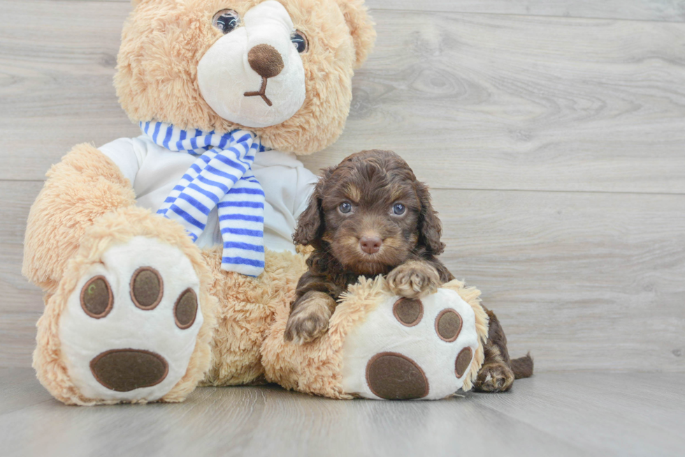 Best Cockapoo Baby