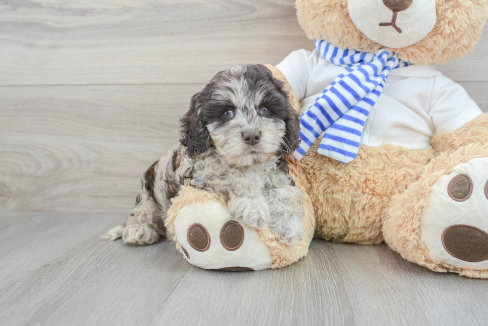 Petite Cockapoo Poodle Mix Pup