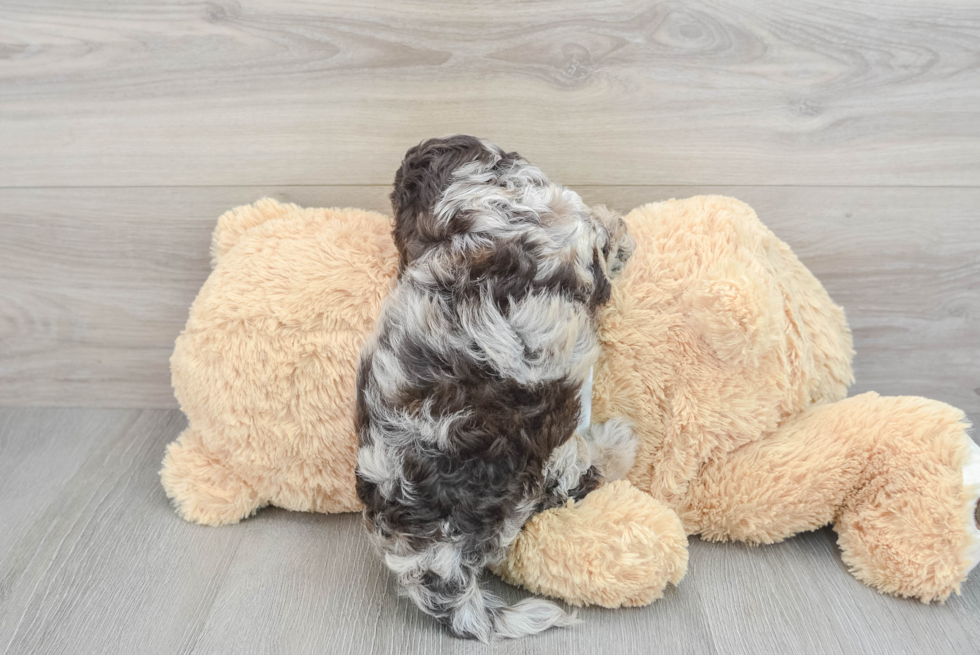 Small Cockapoo Baby