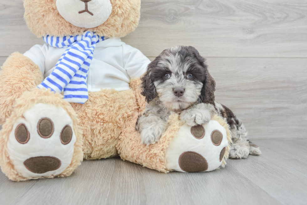 Cockapoo Pup Being Cute