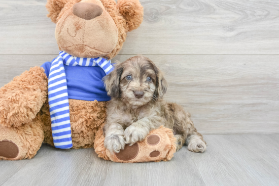 Sweet Cockapoo Baby