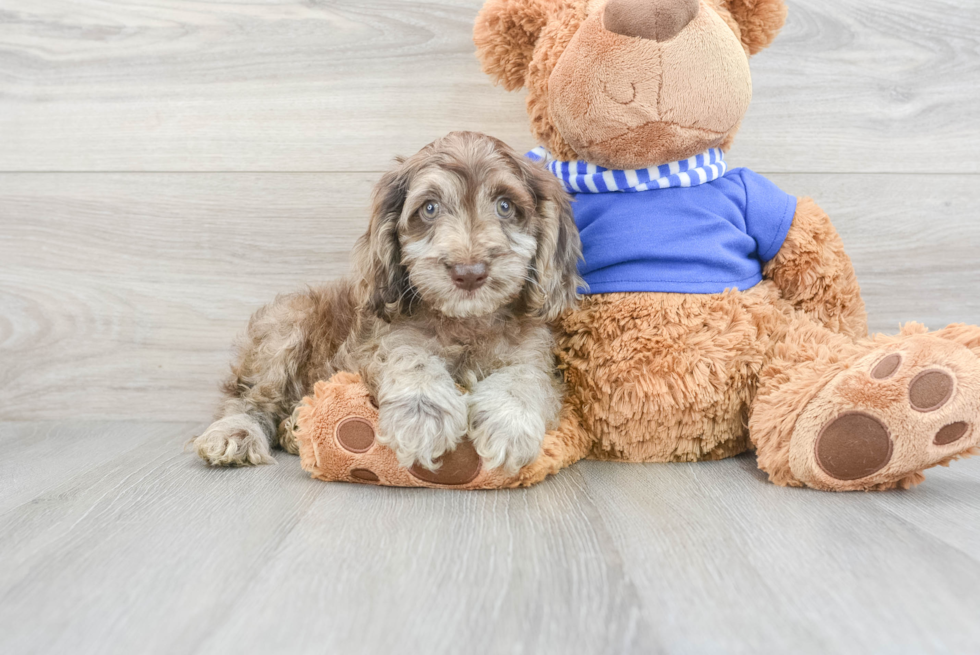 Best Cockapoo Baby