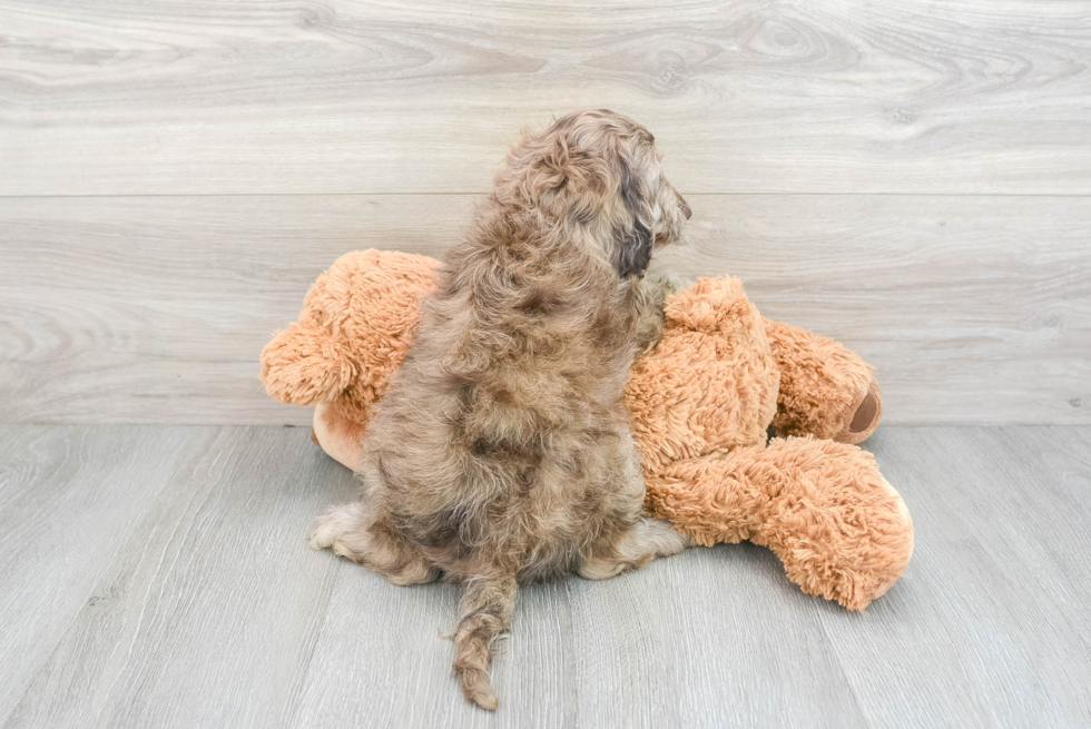 Cockapoo Pup Being Cute