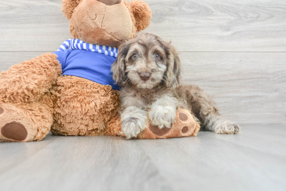 Best Cockapoo Baby