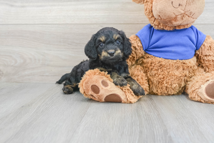 Cockapoo Pup Being Cute