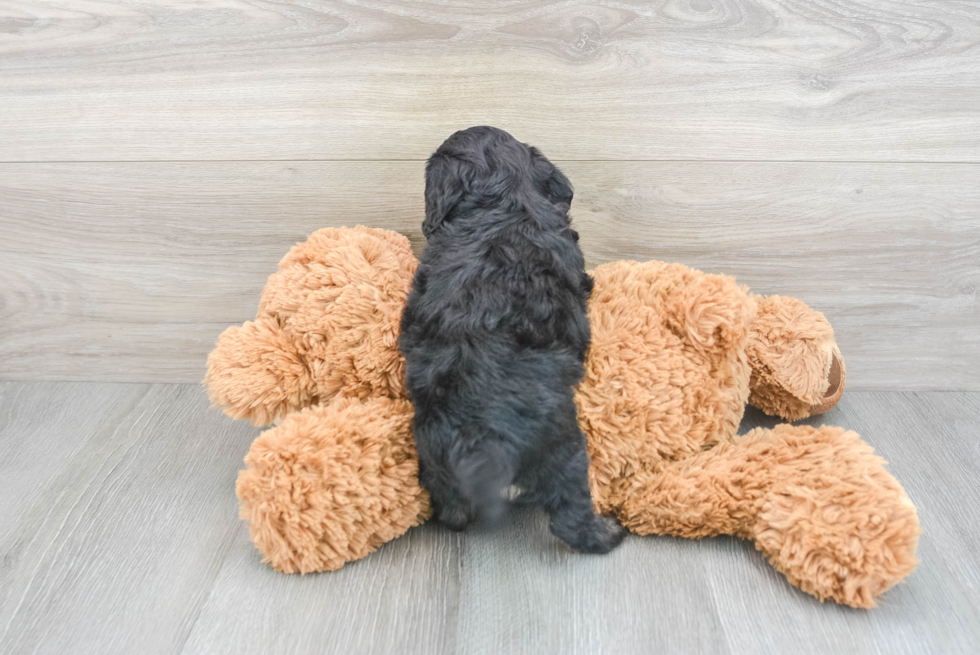 Cockapoo Pup Being Cute