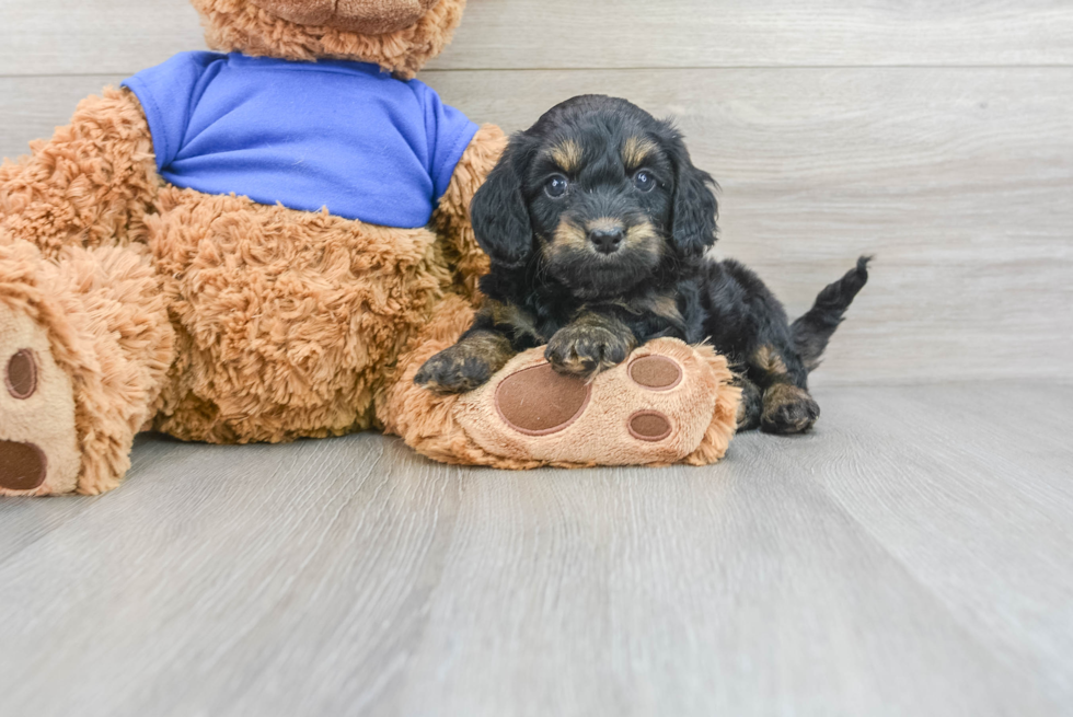 Best Cockapoo Baby