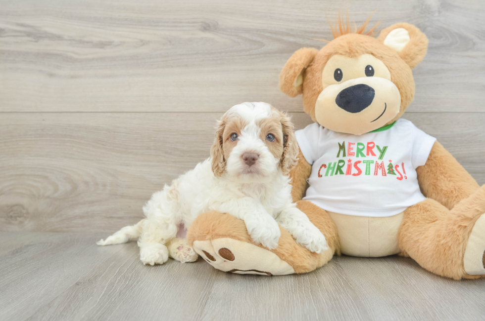 5 week old Cockapoo Puppy For Sale - Premier Pups