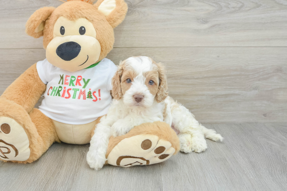 Funny Cockapoo Poodle Mix Pup