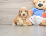 7 week old Cockapoo Puppy For Sale - Premier Pups