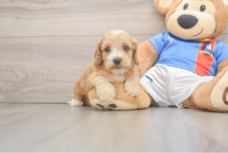 Meet Potter - our Cockapoo Puppy Photo  1/3 - Premier Pups Fluffy Cockapoo Poodle Mix Pup