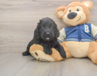 5 week old Cockapoo Puppy For Sale - Premier Pups