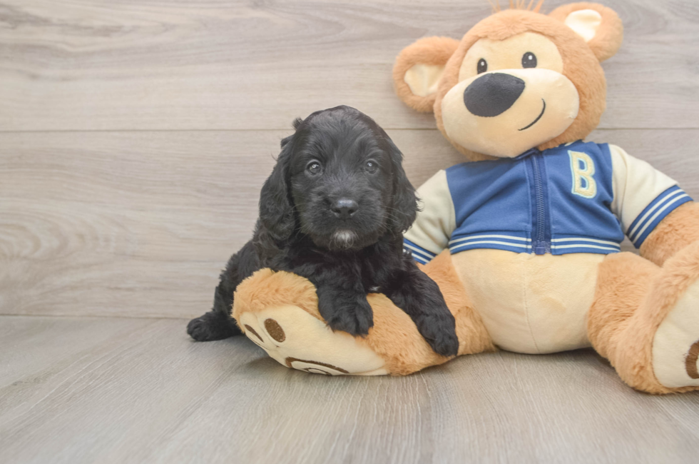 5 week old Cockapoo Puppy For Sale - Premier Pups