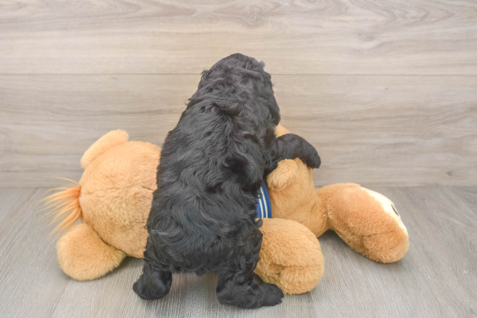 Cockapoo Puppy for Adoption