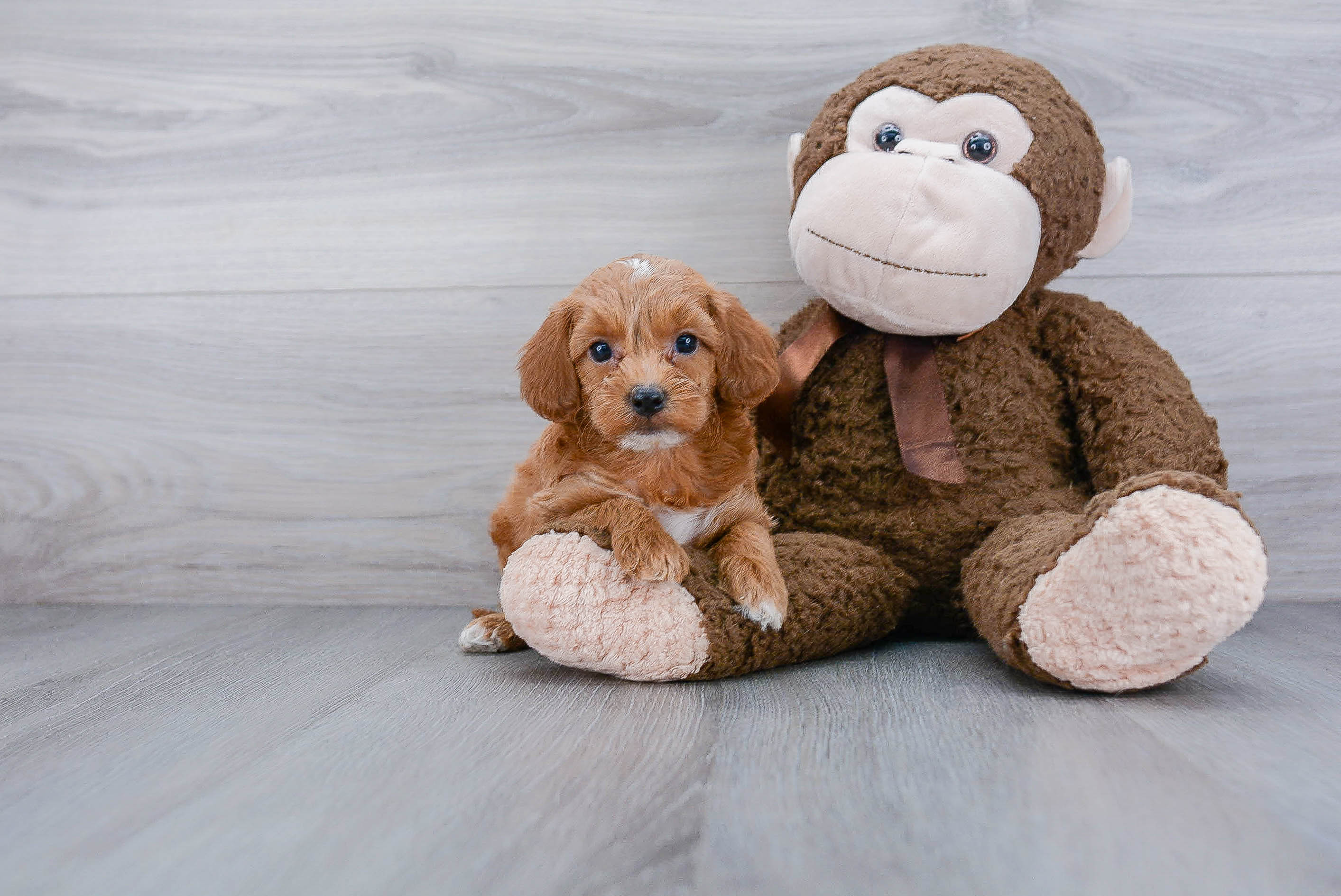 Cockapoo Pup Being Cute