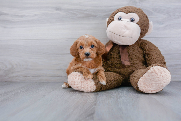 Cockapoo Pup Being Cute