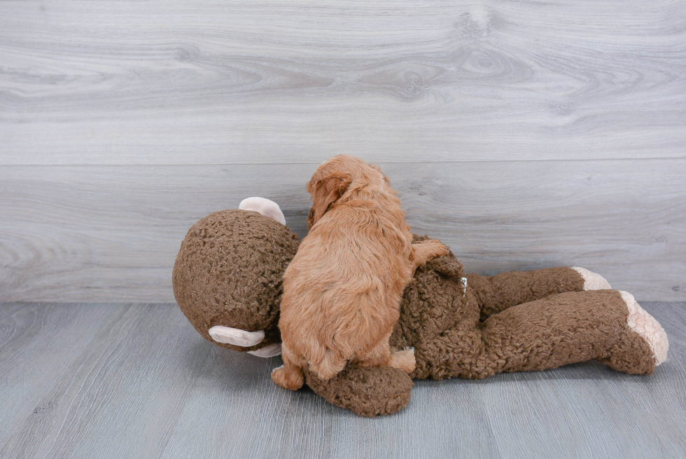 Cockapoo Pup Being Cute