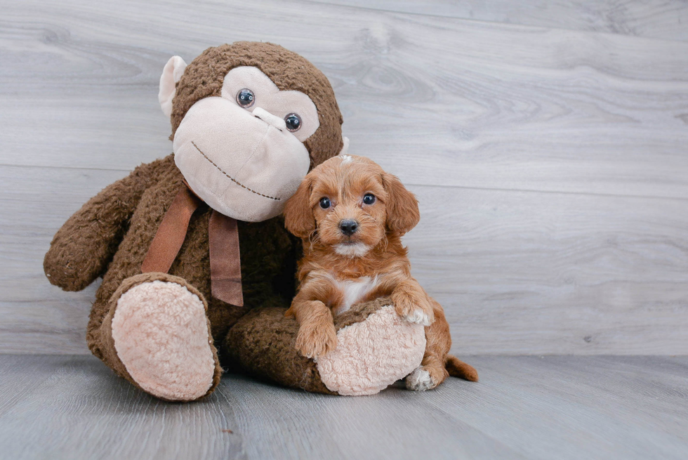 Smart Cockapoo Poodle Mix Pup