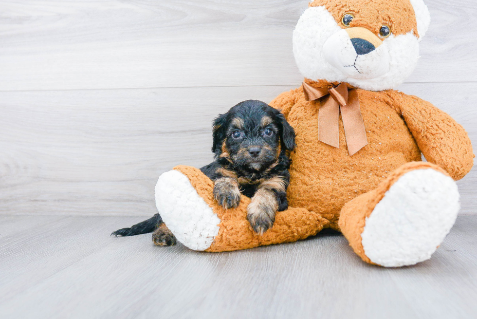 Adorable Cockerpoo Poodle Mix Puppy