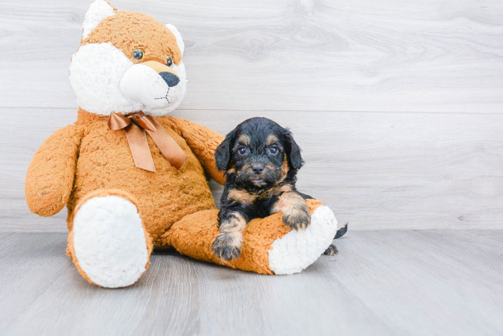 Happy Cockapoo Baby