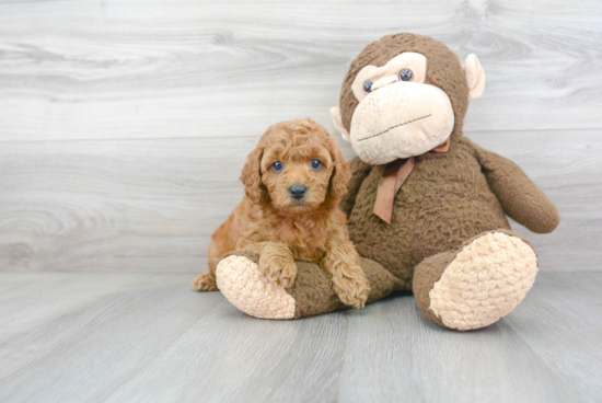 Happy Cockapoo Baby