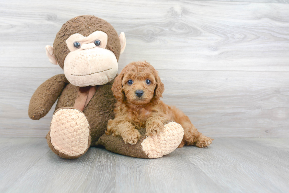 Sweet Cockapoo Baby