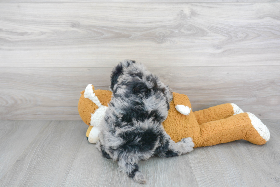 Hypoallergenic Cockerpoo Poodle Mix Puppy