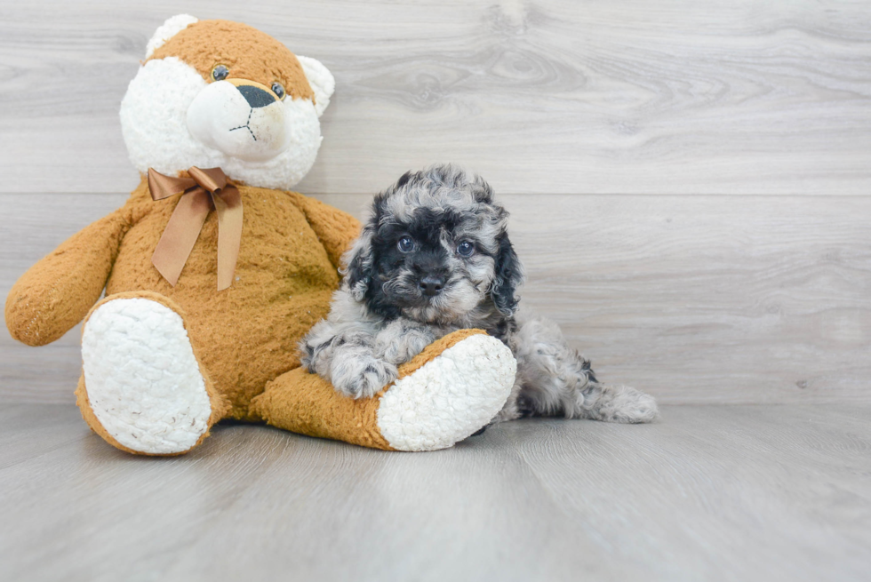 Cockapoo Puppy for Adoption