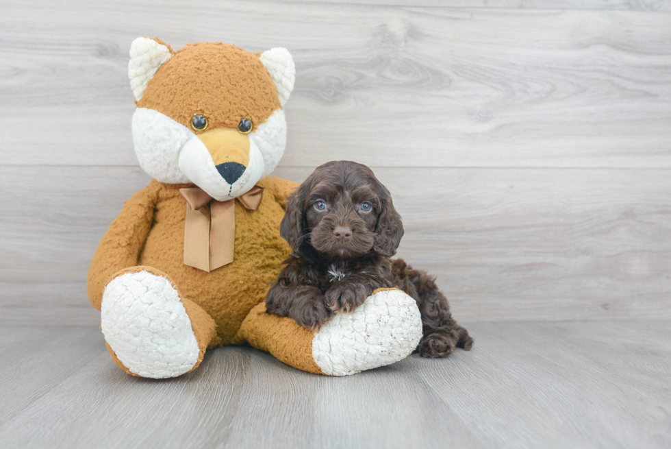 Cockapoo Pup Being Cute