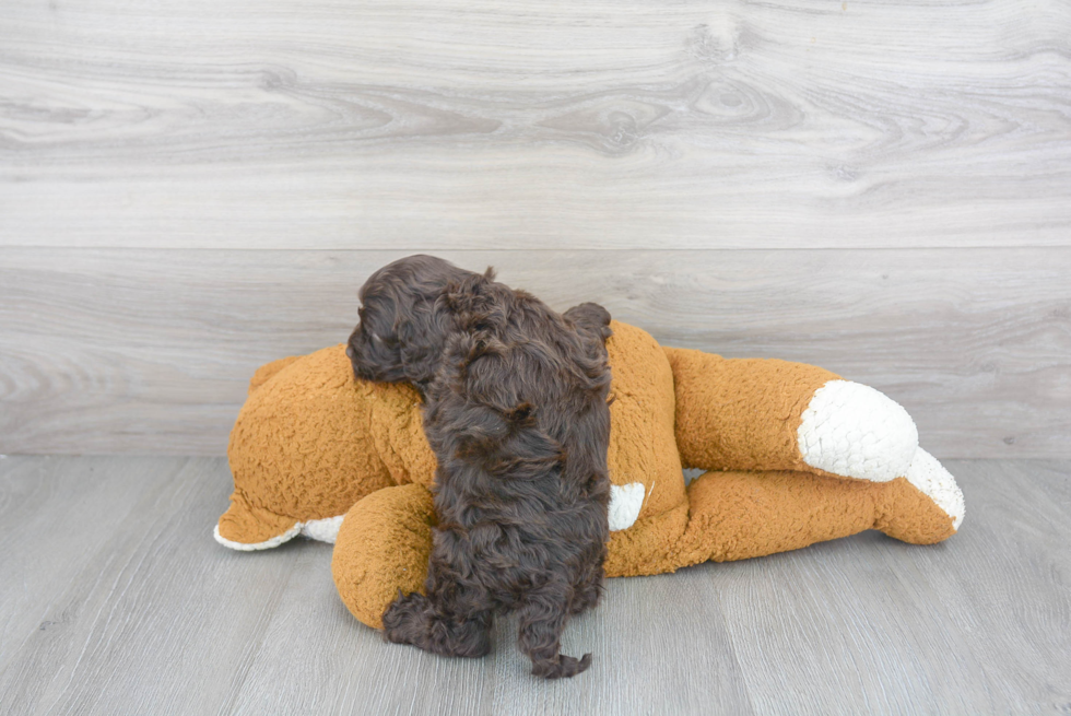 Best Cockapoo Baby