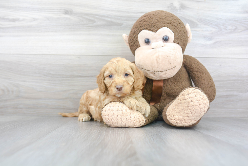 Funny Cockapoo Poodle Mix Pup