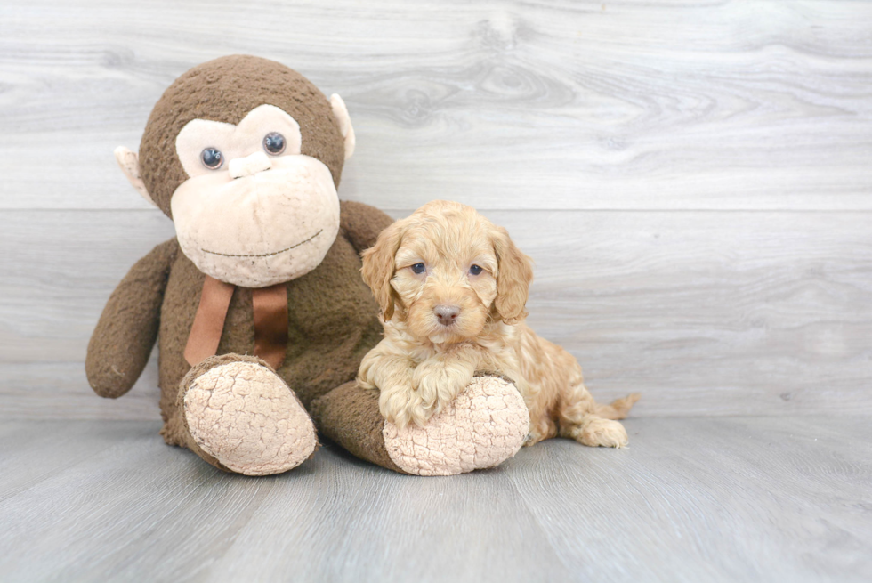 Fluffy Cockapoo Poodle Mix Pup