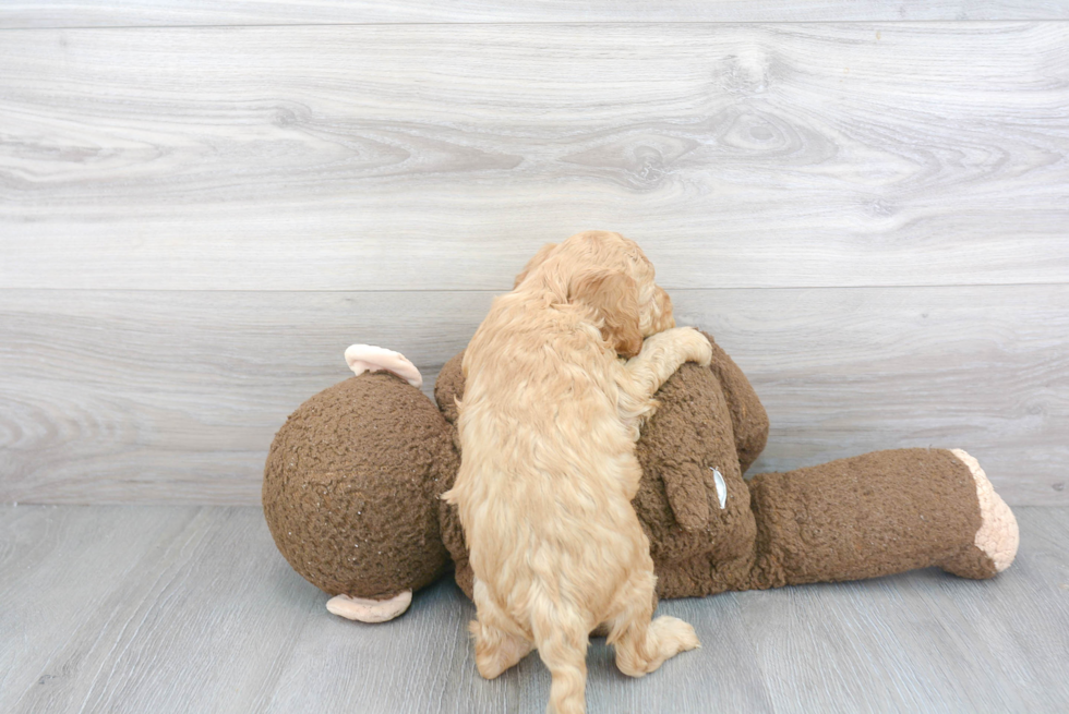 Popular Cockapoo Poodle Mix Pup