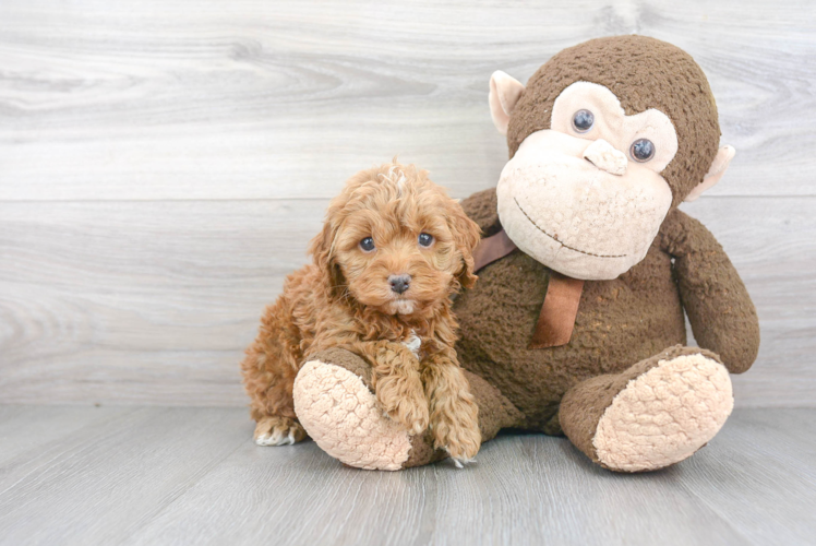 Cockapoo Pup Being Cute