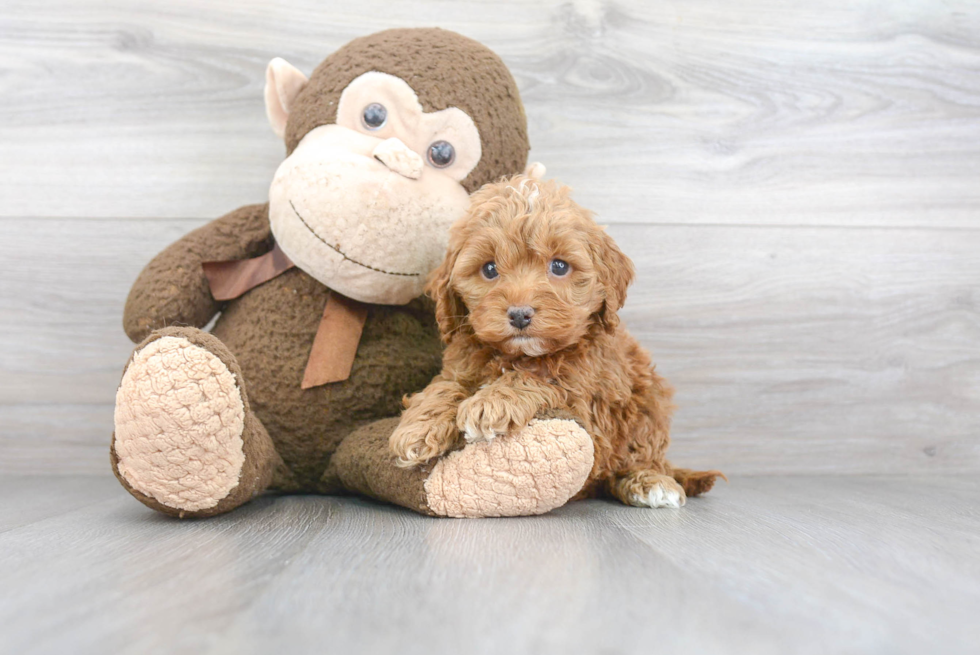 Cockapoo Pup Being Cute