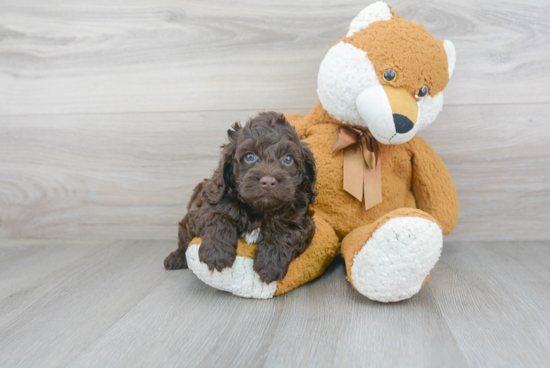 Smart Cockapoo Poodle Mix Pup