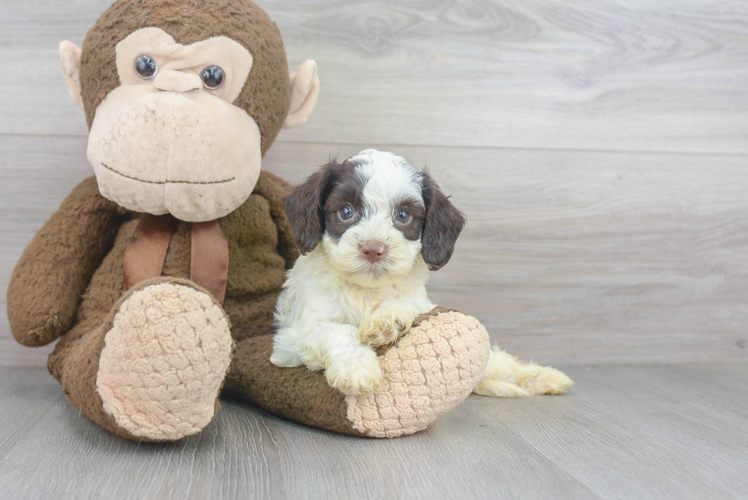 Cockapoo Pup Being Cute