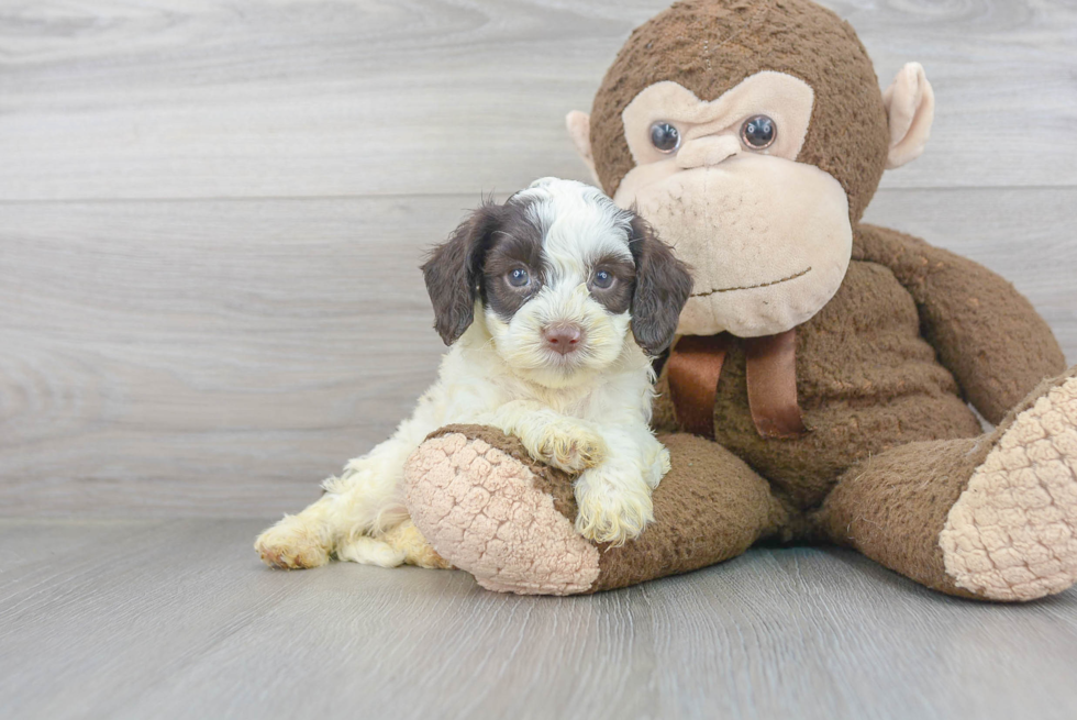 Cockapoo Pup Being Cute