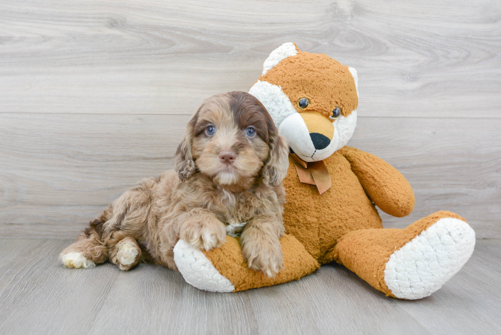 Best Cockapoo Baby