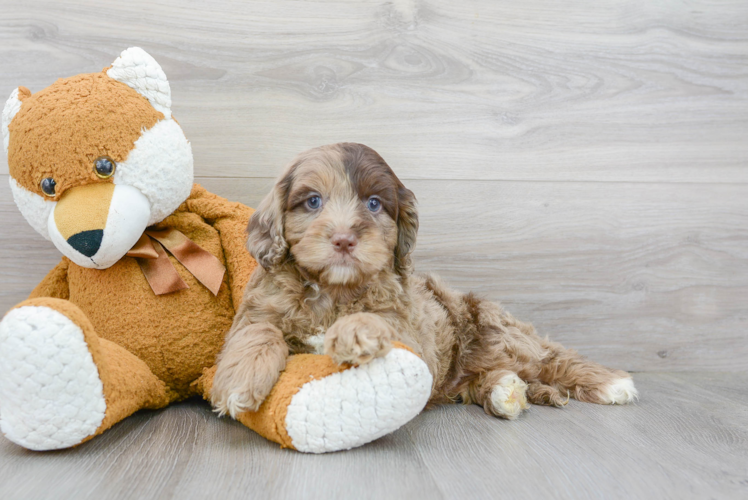 Petite Cockapoo Poodle Mix Pup