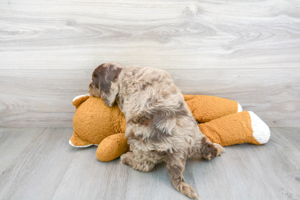 Cockapoo Pup Being Cute