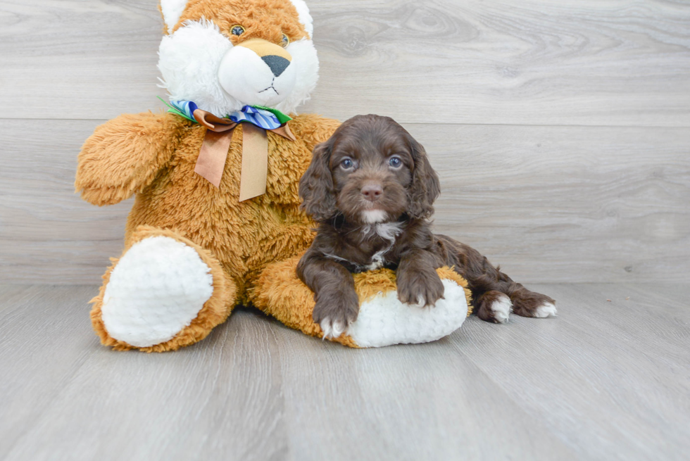 Cockapoo Puppy for Adoption