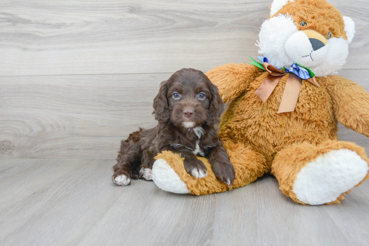 Fluffy Cockapoo Poodle Mix Pup