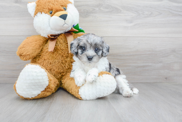 Best Cockapoo Baby