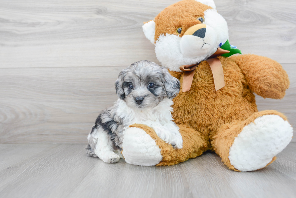 Cockapoo Pup Being Cute