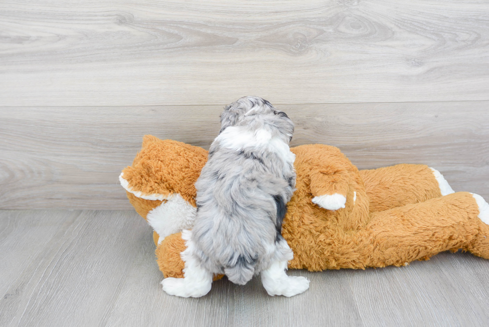 Cockapoo Pup Being Cute